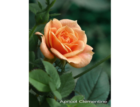 Роза Клементина (Clementine) (спрей)